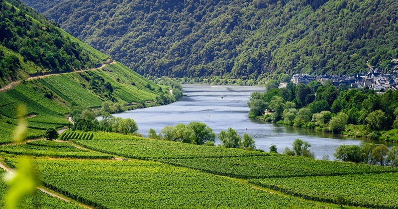 Fiscalité avantageuse pour propriétaires de vignobles : les leviers à connaître
