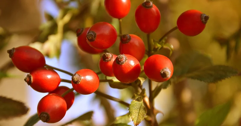 Les fruits et préparations qui respectent la structure du vin