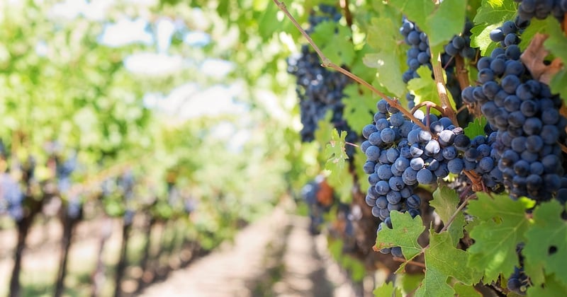 Bijoux thématiques vignoble et raisin : l’alliance parfaite entre élégance et terroir
