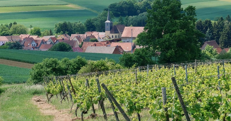 Financer son domaine viticole en France : les solutions qui existent