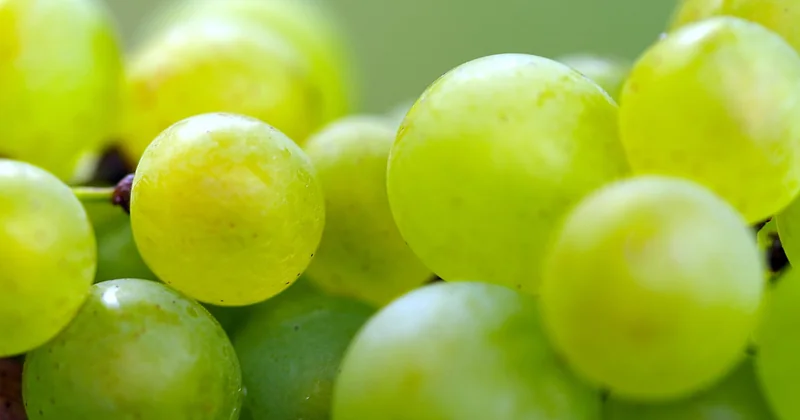 L’exploitation agricole conditionne la rentabilité