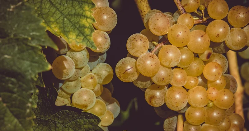 Des composés protecteurs mieux préservés dans le raisin